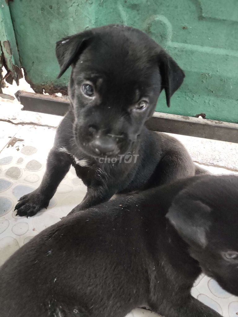 Chó con nhà đẻ về hàng. Mua bán Chó tại Quận Bình Thạnh Tp Hồ Chí Minh được đăng bởi nguyễn văn thắng hình 1
