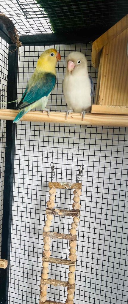 Chim vẹt Lovebird ss. Mua bán Chim tại Quận Bình Tân Tp Hồ Chí Minh được đăng bởi Nguyễn Xuân đạt  hình 1