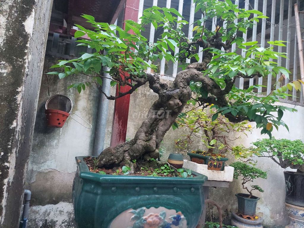 Cây khế gân bonsai dáng đẹp