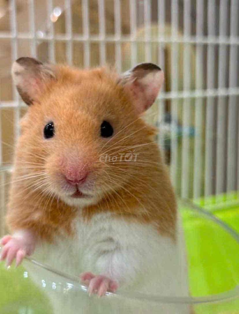 Hamster bear đực. Mua bán Thú cưng khác tại Quận Gò Vấp Tp Hồ Chí Minh được đăng bởi Haruko hình 1