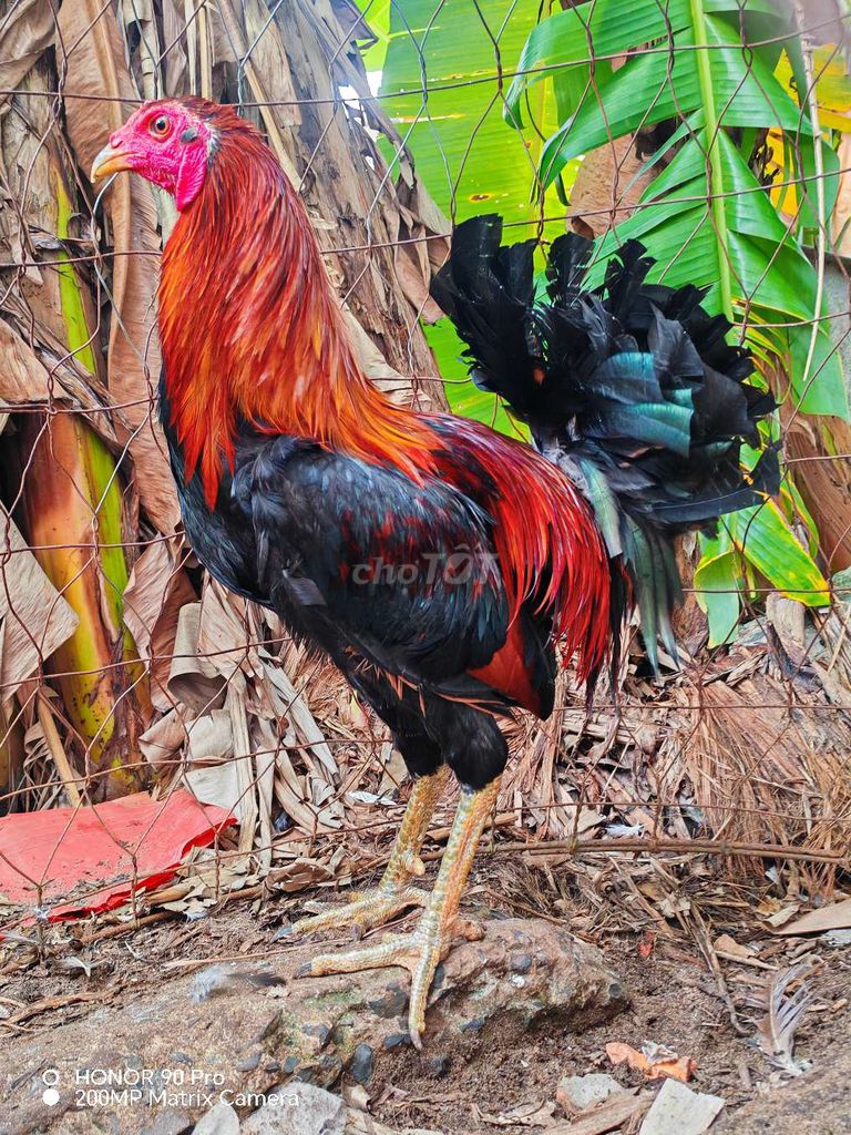 Gà Mỹ Hatch rặc trống 6 tháng 2k5  thanh lý. Mua bán Gà tại Huyện Phong Điền Cần Thơ được đăng bởi phong le hình 1