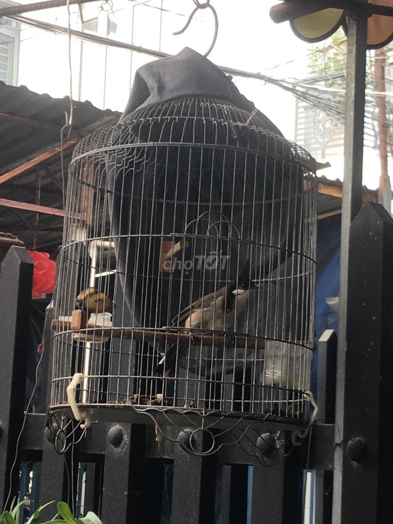 Chim chào mào mái mùa 2 thuần đẹp. Mua bán Chim tại Thành phố Dĩ An Bình Dương được đăng bởi Minh hình 1