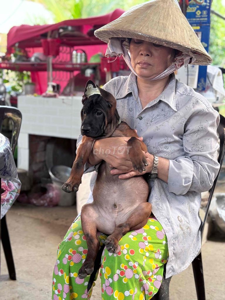 Quốc Khuyển Thái Lan 🐶🇹🇭