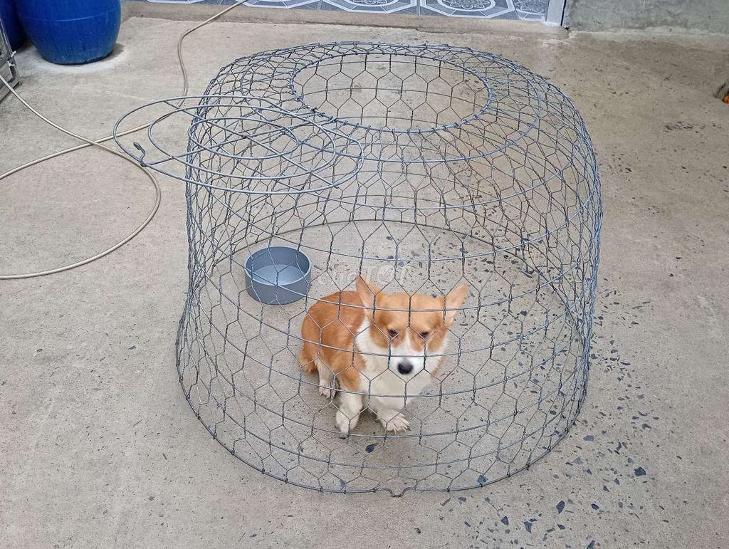 Chó Corgi Cái 11 Tháng. Mua bán Chó tại Huyện Bình Chánh Tp Hồ Chí Minh được đăng bởi Nhân Rottweiler  hình 1