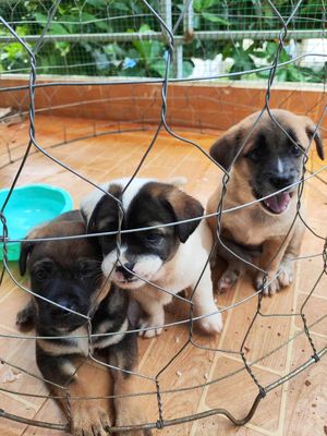 Tìm nhà mới cho 3 em. Mua bán Chó tại Thành phố Buôn Ma Thuột Đắk Lắk được đăng bởi lã vũ minh tú
