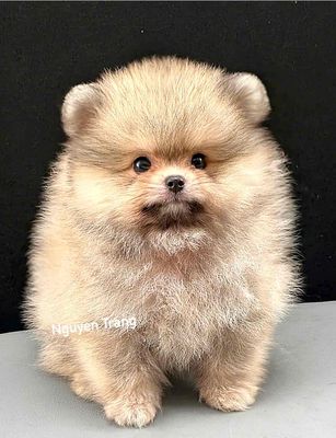 pom ( phốc sóc ) mặt gấu xiu iu