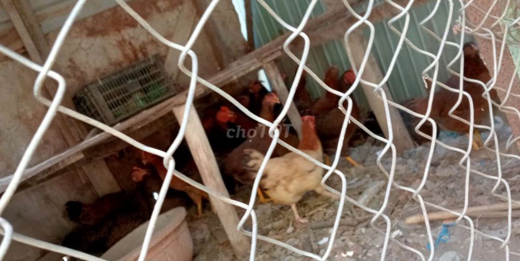 Gà ta Nhà nuôi. Mua bán Gà tại Quận Liên Chiểu Đà Nẵng được đăng bởi Bakina hình 1
