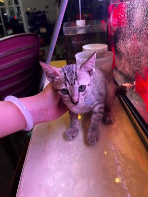 Mèo Con tầm 3 tháng đã biết ăn hạt(Q8 HƯNG PHÚ)