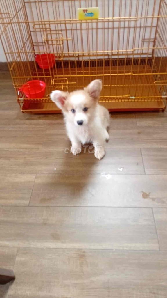 cần tìm chủ mới cho em corgi. Mua bán Chó tại Quận Sơn Trà Đà Nẵng được đăng bởi Hà Bảo Việt hình 1