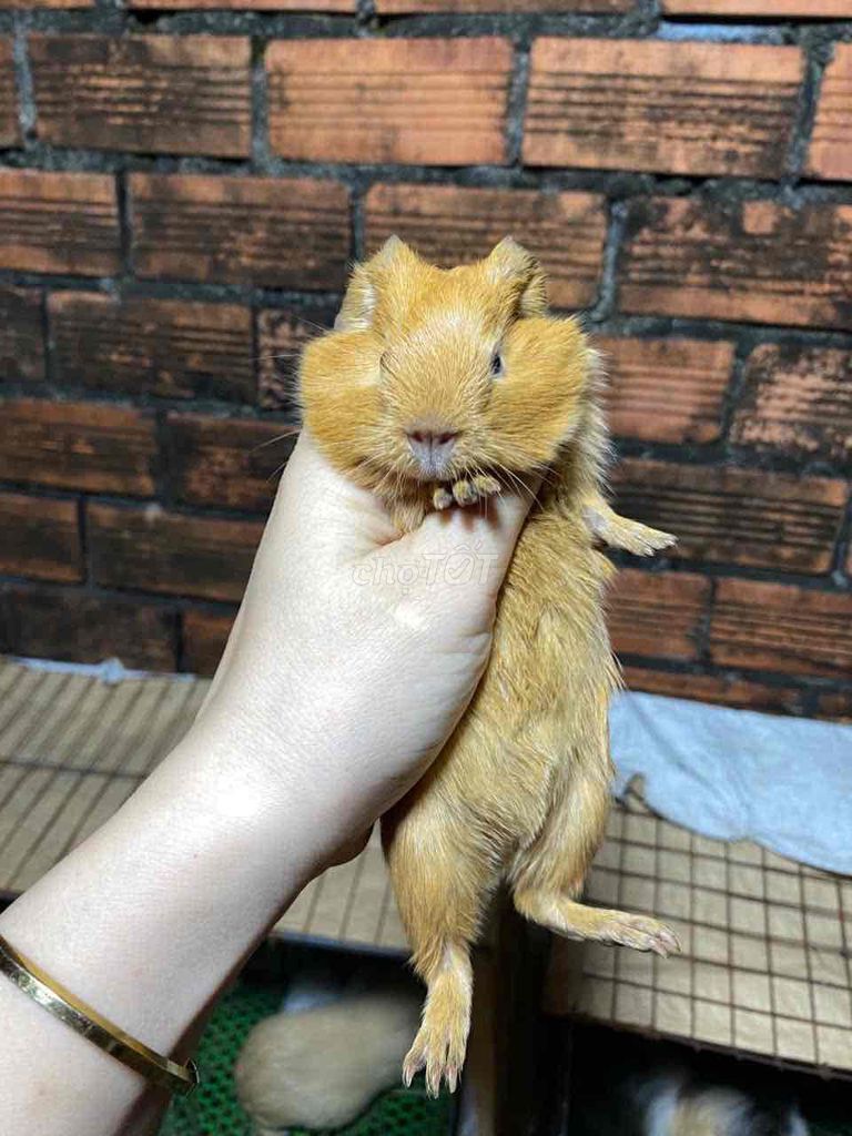 Bọ ú American đực 1 tháng. Mua bán Thú cưng khác tại Thành phố Thuận An Bình Dương được đăng bởi Bọ Ú Chuột Cảnh  hình 1