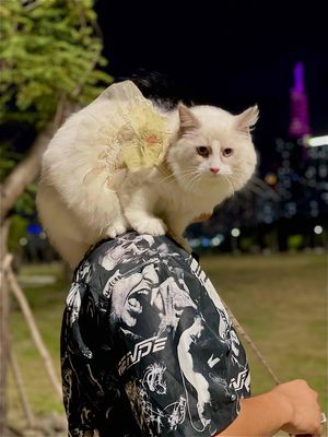 Ragdoll cái 18 tháng Trắng