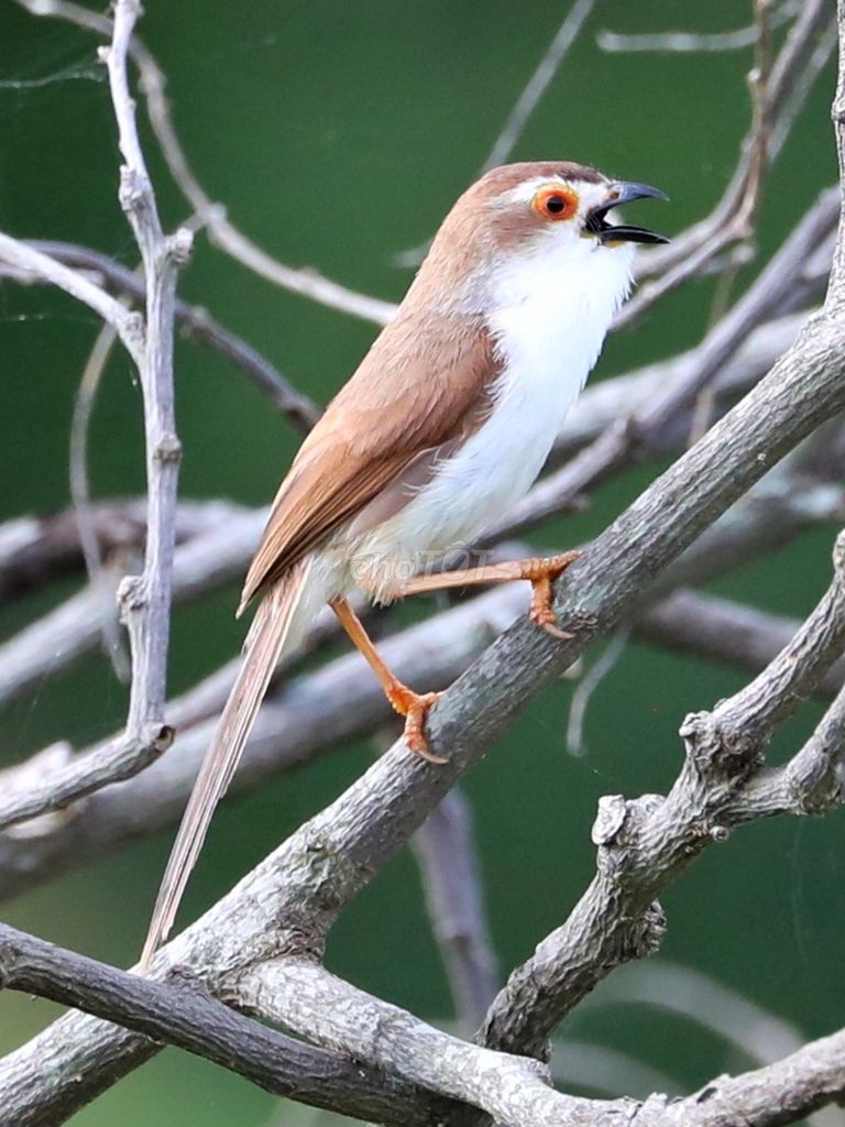 Mi mắt vàng thả aviary