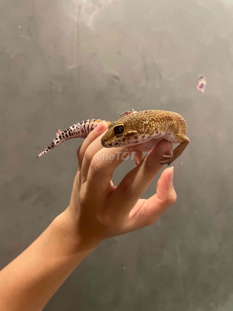 leopard gecko đồng giá