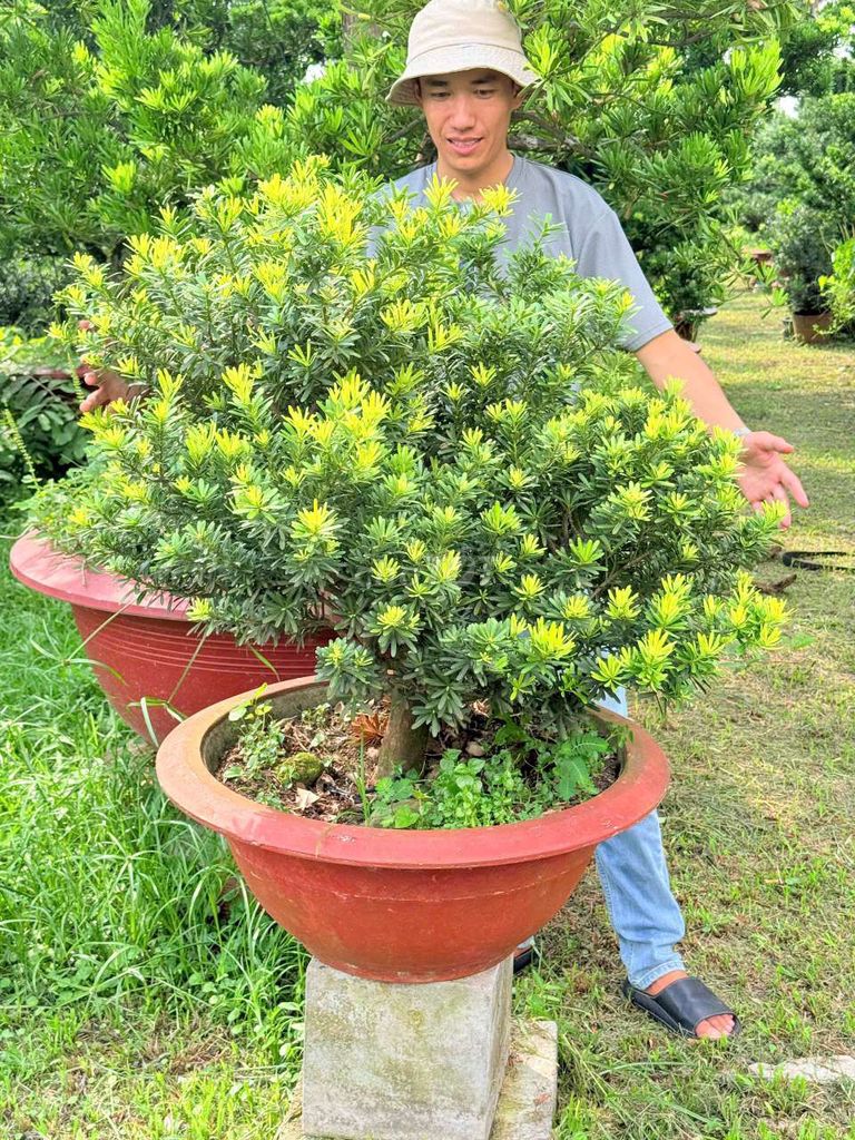 Tùng kim cương thuần chậu lâu năm. Mua bán Cây cảnh, đồ trang trí tại Huyện Củ Chi Tp Hồ Chí Minh được đăng bởi Vạn Tùng Viên hình 1
