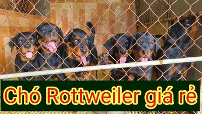 500k 1kg chó rottweiler dòng secbi