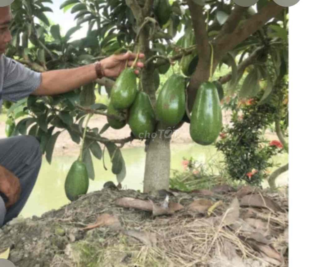 Cây giống Bơ lùn Thanh Sơn. Mua bán Đồ chuyên dụng, Giống nuôi trồng tại Huyện Cái Bè Tiền Giang được đăng bởi Võ Minh Luân hình 1