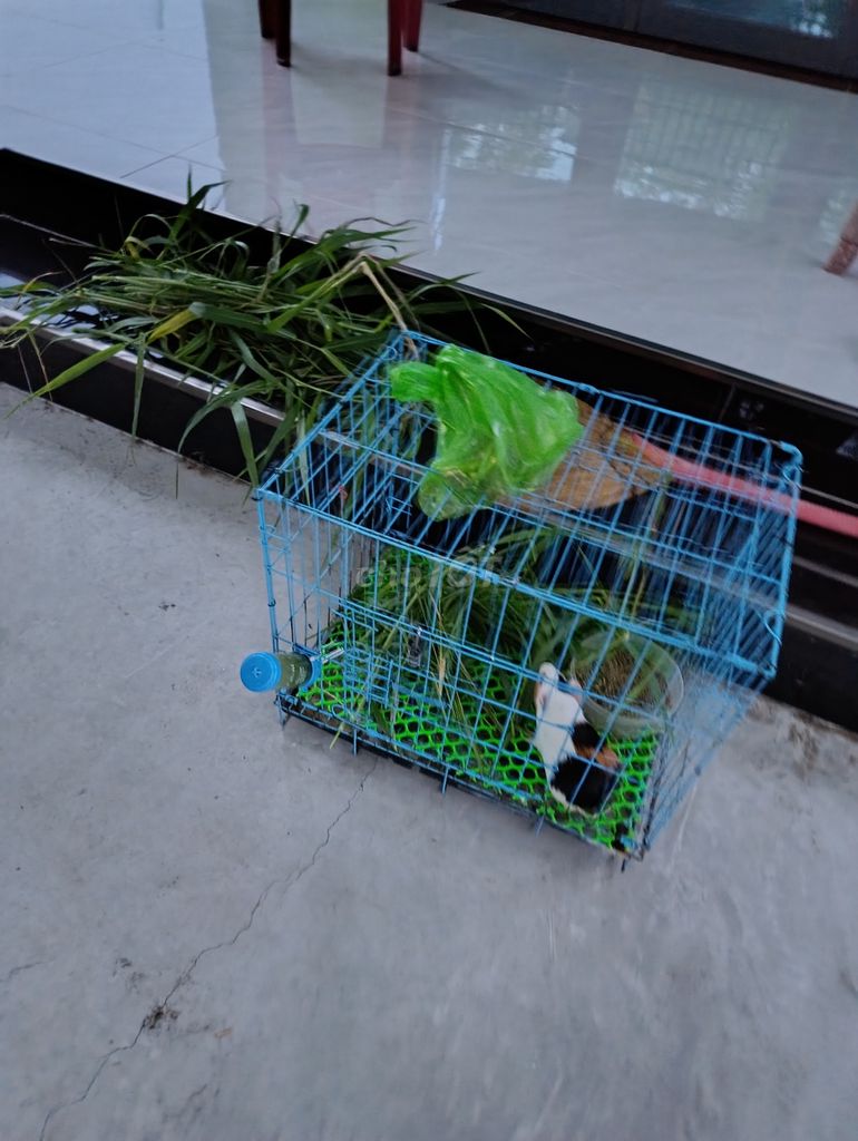 Chuột lang khỏe mạnh đa dạng màu sắc. Mua bán Thú cưng khác tại Huyện Cần Giuộc Long An được đăng bởi Nguyễn Trọng Lễ hình 1