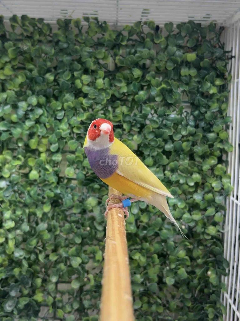 Chim 7 Màu Châu Âu. Mua bán Chim tại Thị xã Bến Cát Bình Dương được đăng bởi Nghĩa Finch hình 1