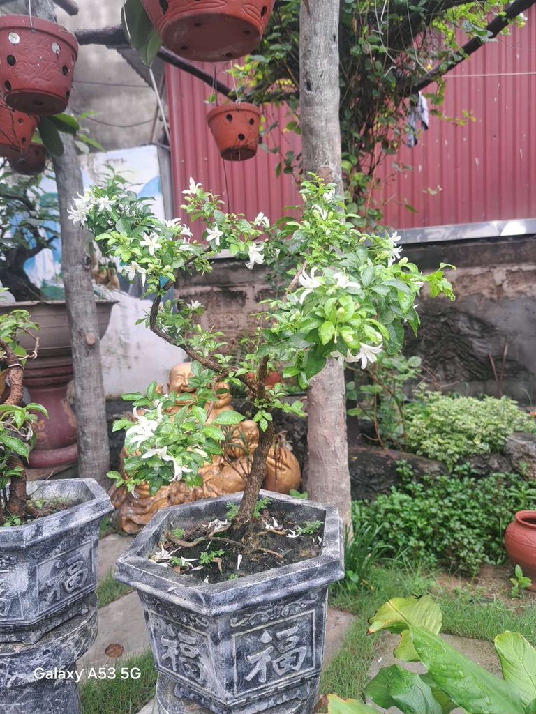 Hoa nguyệt quế trắng 10 cây. Mua bán Cây cảnh, đồ trang trí tại Huyện Thuỷ Nguyên Hải Phòng được đăng bởi Tên Chí Họ Nguyễn hình 1