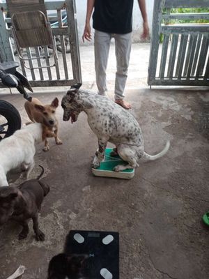Cần tìm chủ cho bạn cún. Mua bán Chó tại Thành phố Thủ Đức Tp Hồ Chí Minh được đăng bởi Nguyễn Thị Mai