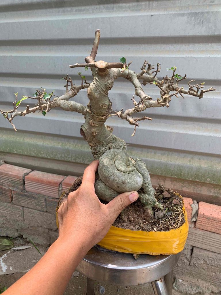 Cây duối Bonsai. Mua bán Cây cảnh, đồ trang trí tại Huyện Nhà Bè Tp Hồ Chí Minh được đăng bởi Long hình 1