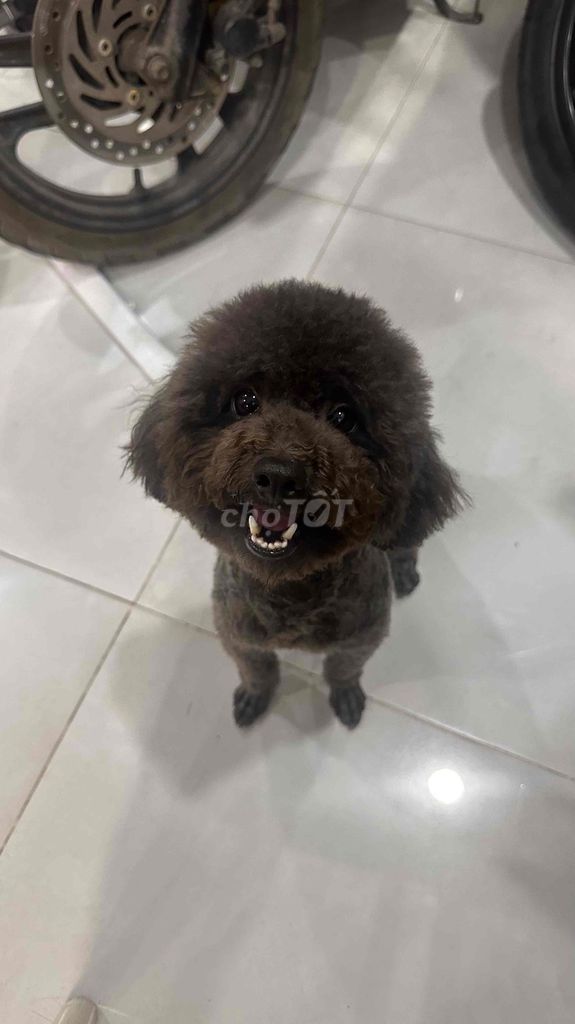 Chó Poodle đen 1.5 tuổi. Mua bán Chó tại Huyện Hóc Môn Tp Hồ Chí Minh được đăng bởi Sharon Veronica hình 1