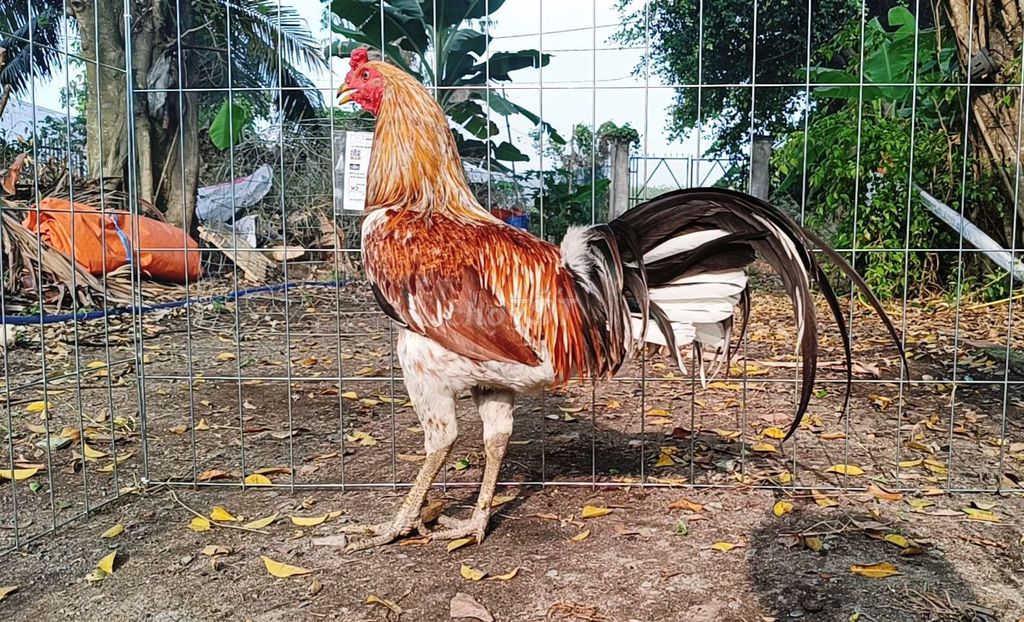 Gà chọi Đực 2.7kg. Mua bán Gà tại Huyện Bình Chánh Tp Hồ Chí Minh được đăng bởi Nghia gà nhà 71 hình 1