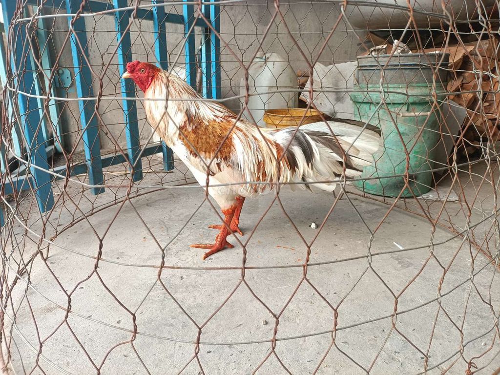 bướm 2k9 chân Xanh tay tốt. Mua bán Gà tại Huyện Phú Tân An Giang được đăng bởi Vủ kê hình 1
