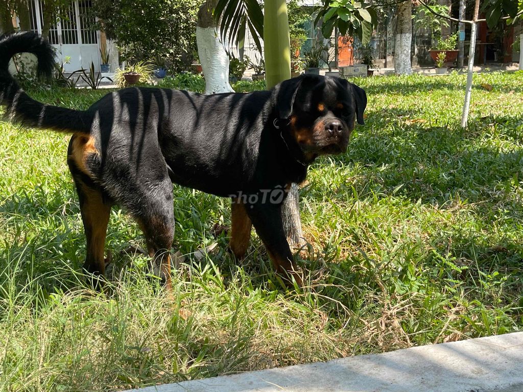 Rottweiler Đực 2 tuổi VKA. Mua bán Chó tại Quận 12 Tp Hồ Chí Minh được đăng bởi mai hoang an hình 3
