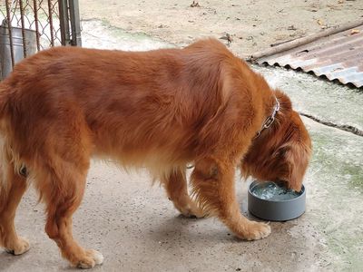 Chó Golden Retriever đực. Mua bán Chó tại Thành phố Vũng Tàu Bà Rịa - Vũng Tàu được đăng bởi Nhân Rottweiler 