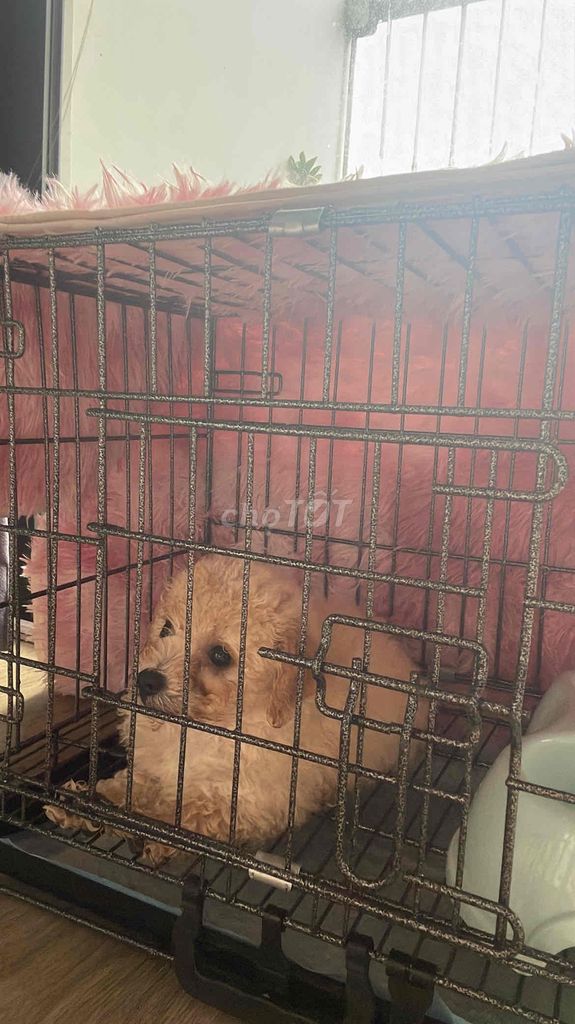 POODLE Ở HÀ NỘI. Mua bán Chó tại Quận Nam Từ Liêm Hà Nội được đăng bởi Minh Ngoc hình 1