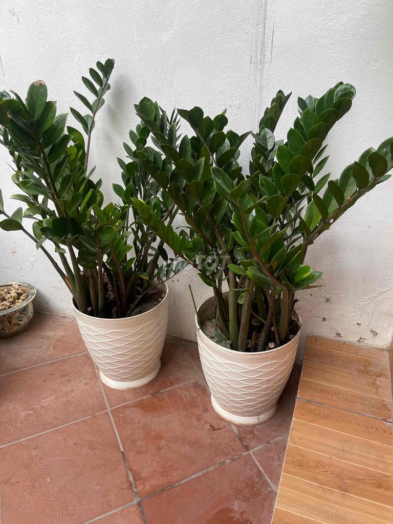 Cây cảnh Kim tiền Xanh lá đã ra hoa. Mua bán Cây cảnh, đồ trang trí tại Quận Tây Hồ Hà Nội được đăng bởi Nguyễn Đinh Hùng hình 1
