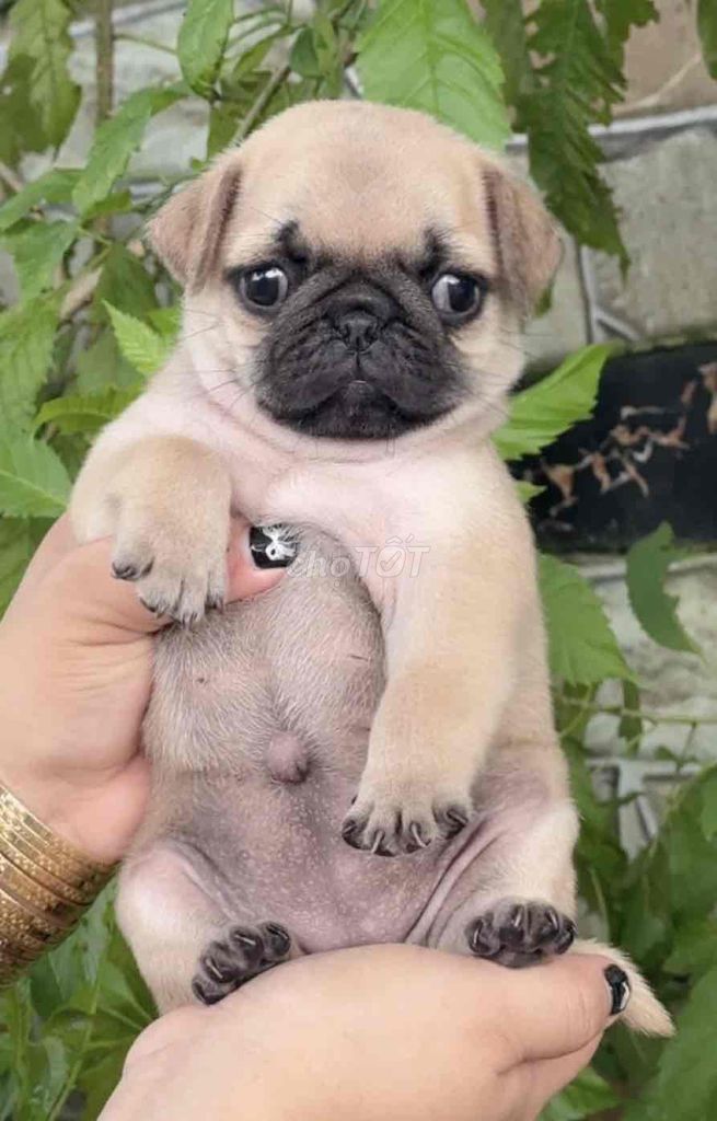 chó pug mặt xệ thuần chủng 100% ( bé gái ). Mua bán Chó tại Huyện Bình Chánh Tp Hồ Chí Minh được đăng bởi mini pet house sài gòn hình 5