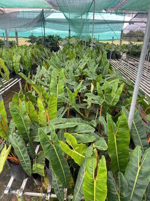 Trầu bà cuống cam, hạc cam 210k chưa chậu. Mua bán Cây cảnh, đồ trang trí tại Quận Gò Vấp Tp Hồ Chí Minh được đăng bởi Tiệm CÂY Giá Rẻ