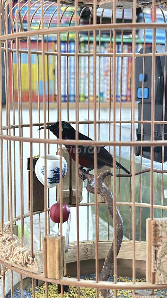 hút mật 7 màu hót để bàn. Mua bán Chim tại Quận 12 Tp Hồ Chí Minh được đăng bởi Triển hình 1
