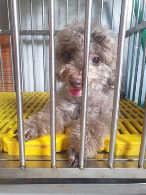 Chó Poodle cái màu Nâu