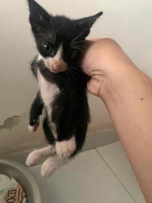 Mèo Đen trắng đực