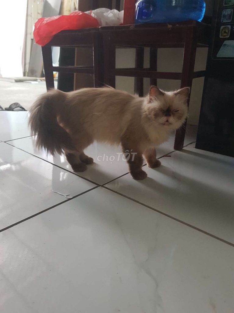 Mèo Ba Tư Vàng kem Lông dày mượt Hiền lành. Mua bán Mèo tại Huyện Thường Tín Hà Nội được đăng bởi nguyen van vinh hình 1