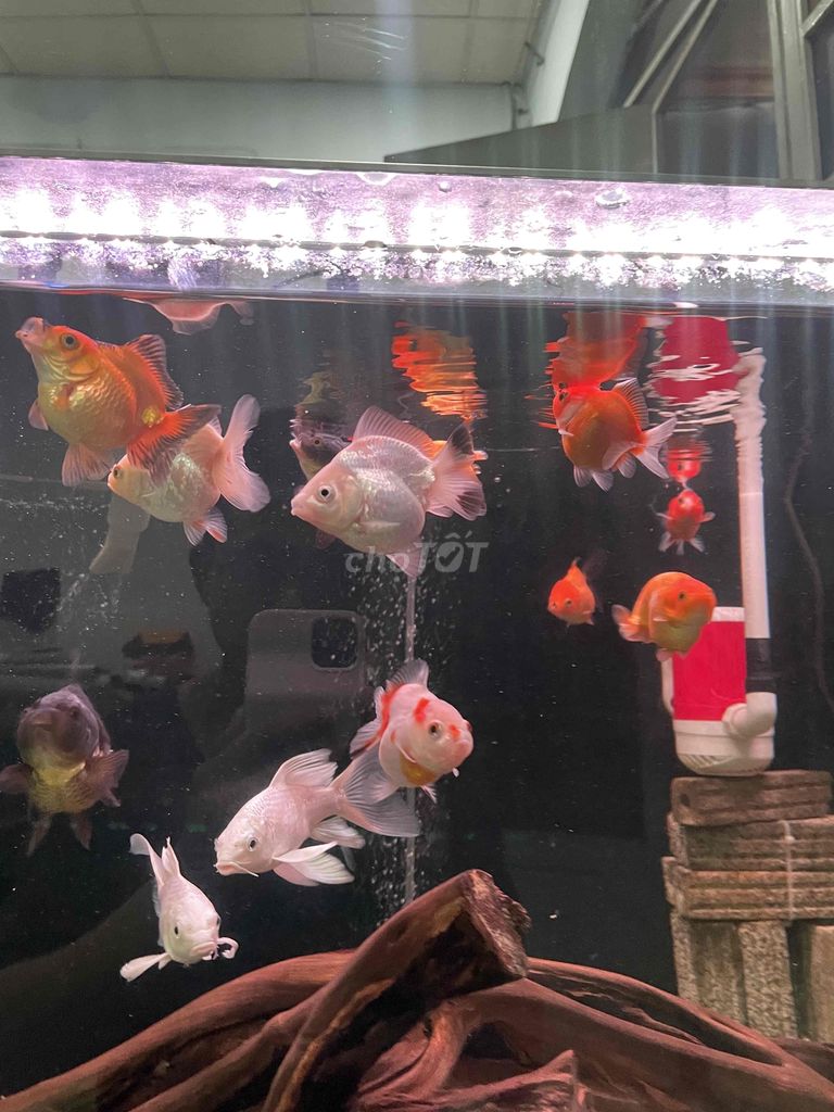 Cần trừ hết 16 con oranda và ranchu tini trong bể