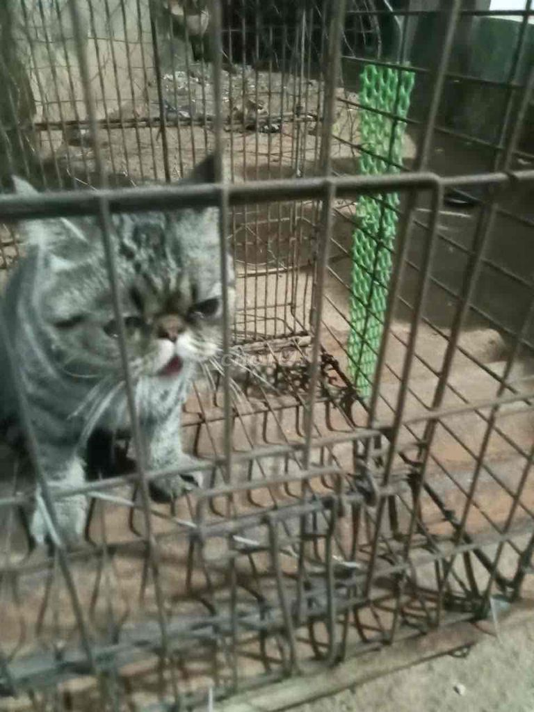 Mèo Exotic Shorthair cái. Mua bán Mèo tại Thành phố Bà Rịa Bà Rịa - Vũng Tàu được đăng bởi son lì hình 1