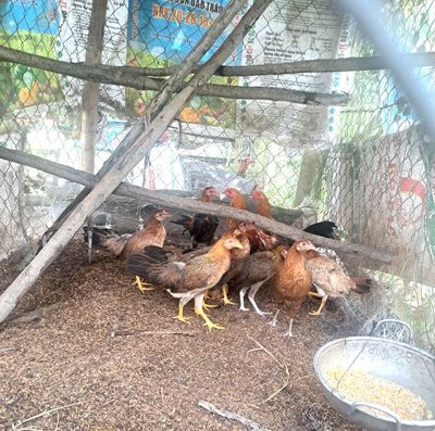 Tổng 11 con gà tre 1tr5. Mua bán Gà tại Thành phố Thủ Dầu Một Bình Dương được đăng bởi long lê