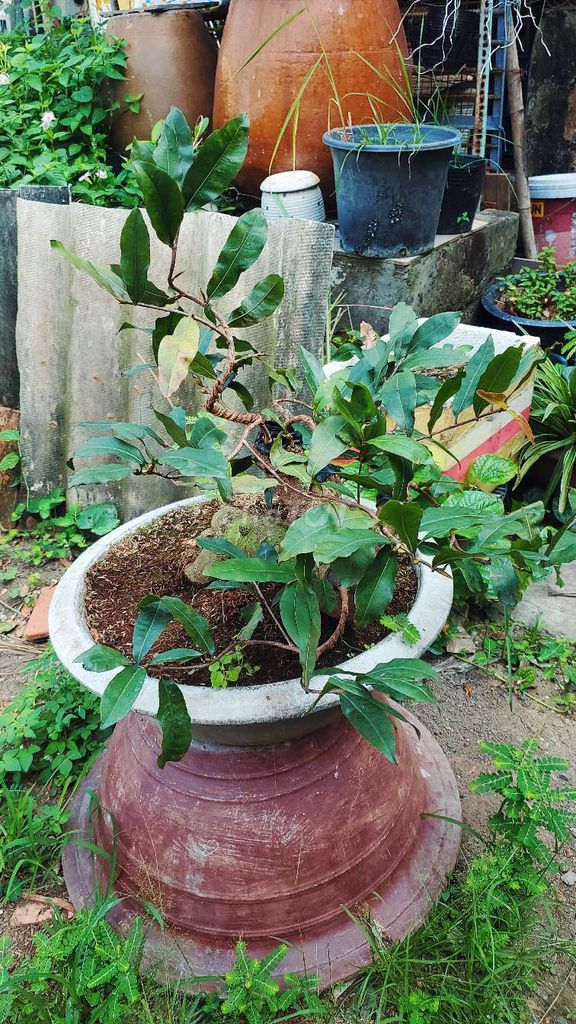 Chậu mai bonsai ghép bình lợi h20cm 600k