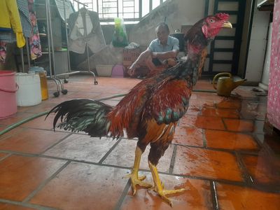 Thanh lý giải nghệ gà đòn tơ vip 3kg6 trạng 4kg5. Mua bán Gà tại Quận Phú Nhuận Tp Hồ Chí Minh được đăng bởi Le thanh an