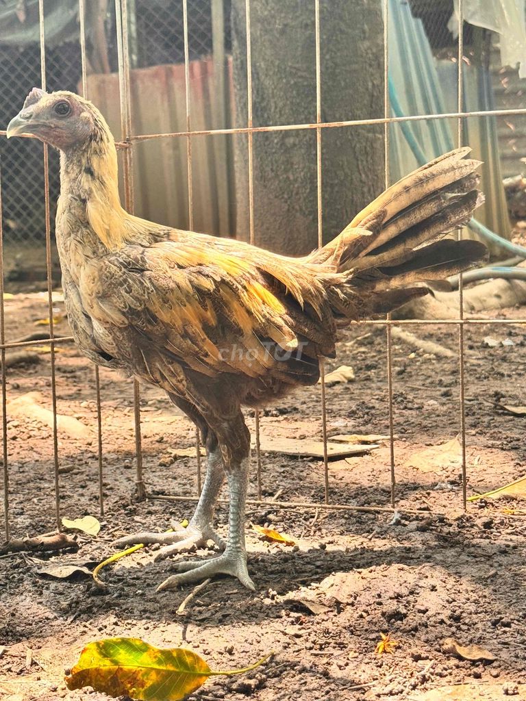 Gà Peru Calpara khét chân xanh 2-3 tháng. Mua bán Gà tại Thị xã Bến Cát Bình Dương được đăng bởi Louis Khang Láp Fram hình 1