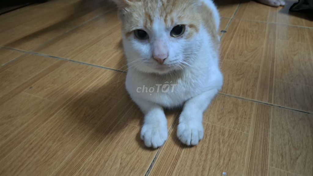 Tìm chủ yêu thương bé mèo dễ thương màu vàng trắng. Mua bán Mèo tại Quận Thanh Khê Đà Nẵng được đăng bởi Phan Chương hình 1