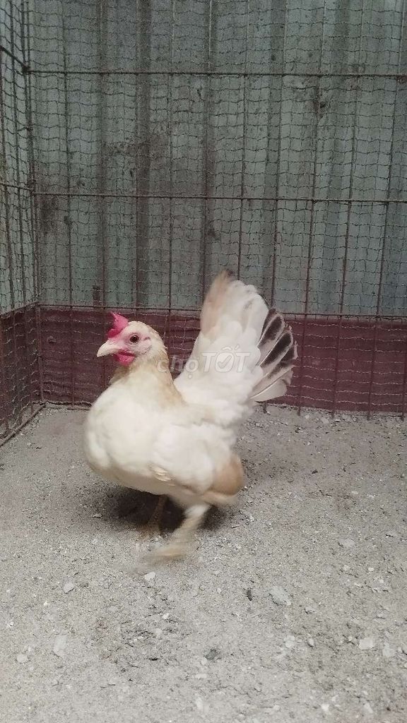 Gà Serama Mái Đẻ Tốt . Mua bán Gà tại Huyện Đông Anh Hà Nội được đăng bởi Trại Gà Tre Gà Chọi Hà Nội hình 1