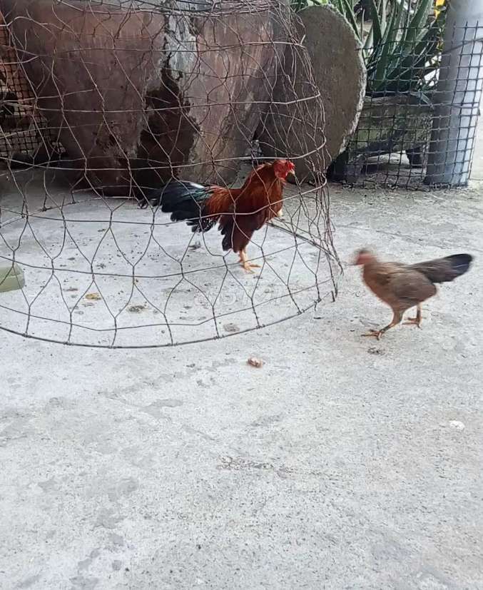 trẻ bắc 4 lạng. Mua bán Gà tại Huyện Châu Thành Tiền Giang được đăng bởi gà tre hình 1
