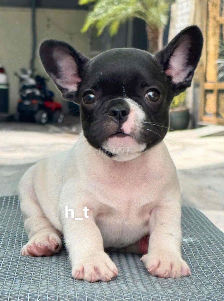 Chó French Bulldog đen trắng 2 tháng. Mua bán Chó tại Quận Bình Tân Tp Hồ Chí Minh được đăng bởi huỳnh thật  hình 1