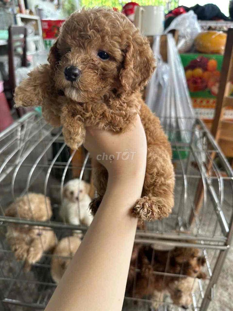 Chó Poodle đực Nâu. Mua bán Chó tại Huyện Hóc Môn Tp Hồ Chí Minh được đăng bởi 48. Nguyễn Tường Vy hình 1