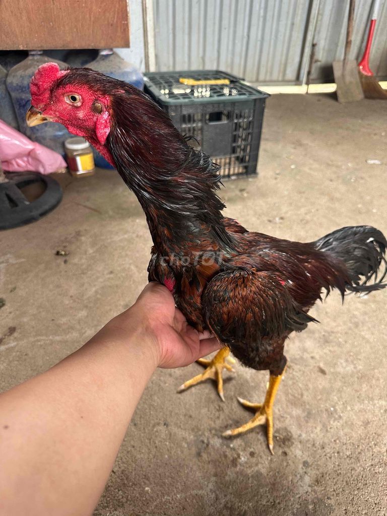 thanh lý bịp chân vàng xương bảng 29. Mua bán Gà tại Quận Hoàng Mai Hà Nội được đăng bởi Gà Chọi Nam Việt hình 1